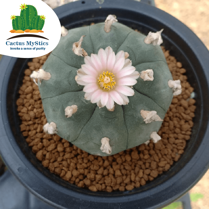 Cactus plants Mystics 3.5 for 3 cactus 3 Sale diameter with phytosanitary cm | L.W to document