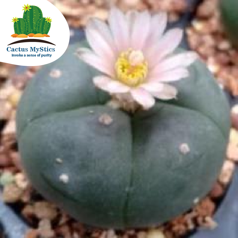 Sale to plants Cactus Mystics | cm diameter 3.5 document L.W cactus 3 with 3 phytosanitary for